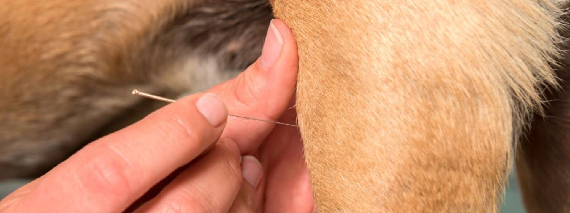 Close up acupuncture with dog needle in hand