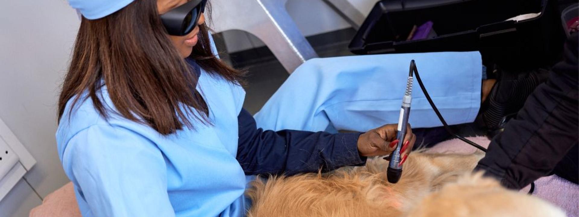 Dog getting laser treatment on knee with veterinarian wearing goggles